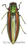 Afrochroa lepida  ( 20 – 29 )  A2 