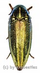 Amblysterna natalensis ( grüne var. )  ( 25 – 29 ) 