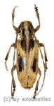 Blepephaeus succinctor succinctor  ( 20 - 24 ) 