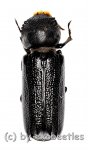 Bostrichidae spec.  ( 25 – 29 ) 