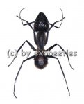 Camponotus gigas ( Soldier / Soldat ) Riesenameise  ( 25 – 29 )  A2 