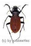 Carabus ( Aulonocarabus ) canaliculatus jankowskiellus  ( 25 - 34 )  A1- 