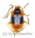 Cerambycidae spec. #45  ( 10 - 14 ) 