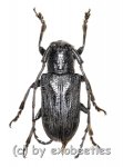 Cerambycidae spec. #64  ( 20 - 24 ) 