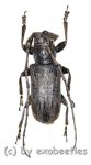 Cerambycidae spec. #64  ( 20 - 24 )  A2 