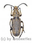 Cerambycidae spec. #66  ( 15 - 19 ) 