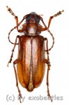 Cerambycidae spec. #72  ( 30 - 34 ) 