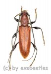 Cerambycidae spec. #75  ( 10 - 19 )  A2 
