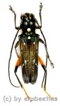Cerambycidae spec. #83  ( 15 – 19 ) 