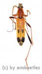 Cerambycidae spec. #85  ( 10 – 14 )  A2 