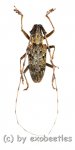 Cerambycidae spec. #89  ( 25 – 29 ) 