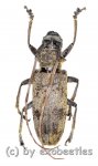 Cerambycidae spec. #92  ( 20 – 24 ) 