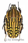 Chelorrhina savagei ( braune var. )  ( 45 – 49 ) 
