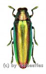 Chrysochroa aurora  ( 25 – 39 ) 