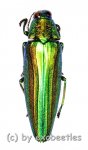 Chrysochroa baudoni  ( 30 – 34 ) 