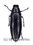 Chrysochroa fulminans fulminans ( schwarze var. selten )  ( 35 – 39 )  A2 