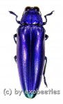 Chrysochroa fulminans fulminans ( blau / grüne var. )  ( 30 – 34 )  A1- 