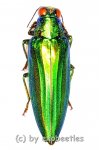 Chrysochroa vittata  ( 30 – 34 ) 