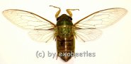 Cicada spec. #6 ( Spread ) 