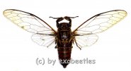 Cicada spec. #7 ( Spread ) 