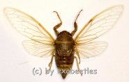 Cicada spec. #8 ( Spread ) 