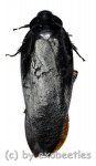 Cockroach spec. #2  ( 35 – 39 ) 