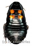 Cockroach spec. ( Nymphen )  ( 25 - 29 )  A2 