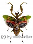Creobroter gemmatus  A2 