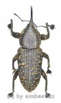 Curculionidae spec. #40  ( 15 - 24 ) 