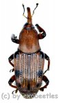 Curculionidae spec. #48  ( 25 - 29 ) 