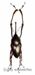 Curculionidae spec. #52  ( 45 – 49 ) 