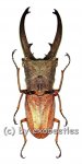 Cyclommatus canaliculatus canaliculatus  ( 30 – 34 ) 
