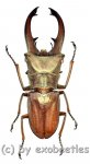 Cyclommatus canaliculatus consanguineus  ( 30 – 34 ) 