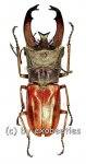 Cyclommatus lunifer  ( 40 – 44 ) 