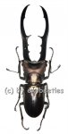 Cyclommatus metallifer finae  ( 65 – 69 ) 
