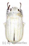 Cyphochilus insulanus 