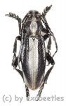 Dorcadion carinatum  ( 20 - 24 ) 