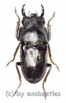 Dorcus taibaishanensis ssp.  ( 15 – 19 )  A2 