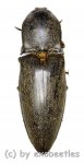 Elateridae spec. #35  ( 35 – 39 ) 