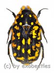 Euchroea vadoni  ( 20 – 29 ) 