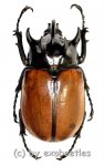 Eupatorus gracilicornis prandii  ( 65 – 69 ) 