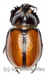 Golofa pusillus  ( 25 – 29 ) 
