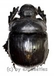 Heliocopris antenor  ( 45 – 49 ) 