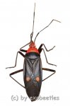 Hemiptera spec. #18  ( 20 – 24 ) 