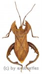 Hemiptera spec. #21  ( 30 – 34 )  A1- 