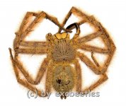 Heteropoda davidbowie ( Huntsman Spider ) 