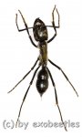 Hormiga gigante  ( 25 – 29 ) 