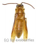Hymenoptera spec. #12  ( 15 – 24 ) 