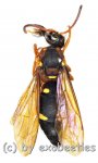 Hymenoptera spec. #15 
