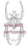 Eudicella woermanni iturina ( Zucht )  ( 30 - 44 )  A2 